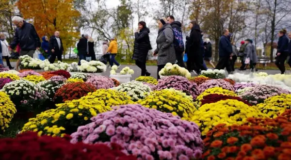 Jakie kwiaty na cmentarz zimą - najlepsze rośliny odporne na mróz