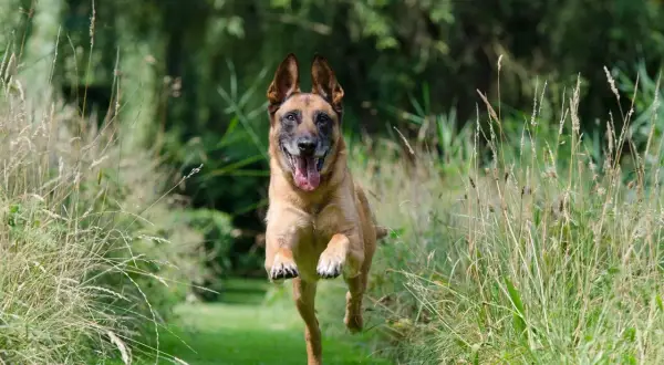 Szczęśliwy pies rasy malinois biegnie przez łąkę. Może właśnie ucieka od właściciela, bo czeka go kąpiel?