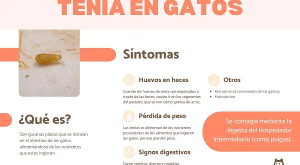Un parásito de tenia, similar a un grano de arroz, en un gato. La imagen detalla síntomas como huevos en heces, pérdida de peso y problemas digestivos, indicando que tenia en gatos es un problema común.