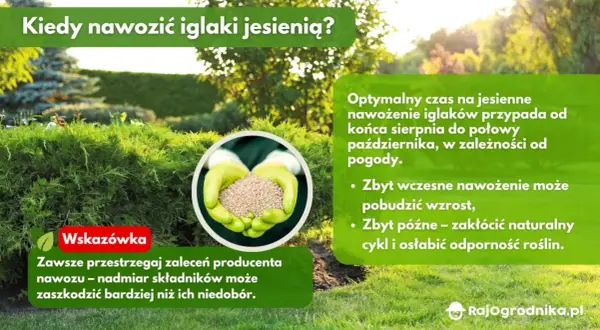 Kiedy nawozić iglaki jesienią? Optymalny termin i błędy