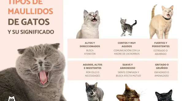 Gatos de diferentes razas y expresiones, explicando porque maullan los gatos. Se muestran maullidos agudos, cortos, fuertes, suaves y gritados, con sus significados.