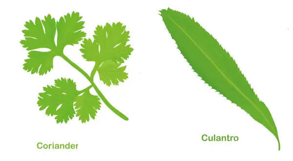 Dos hierbas verdes: coriandro, con hojas lobuladas, y culantro, con hojas alargadas y dentadas.