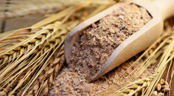 Holzschaufel mit gequetschter Gerste, umgeben von Ähren. Ein gesundes Futter für jedes Pferd.