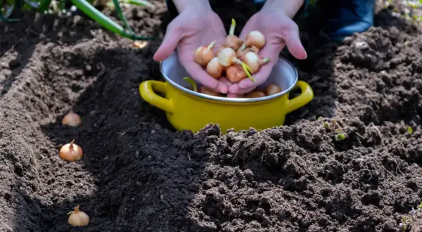 Ręce trzymające cebulki czosnku nad żółtą miską, obok posadzonych w ziemi cebulek.