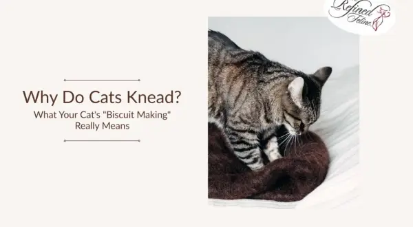 A tabby cat kneads a soft brown blanket, a behavior that explains why does my cat knead me.