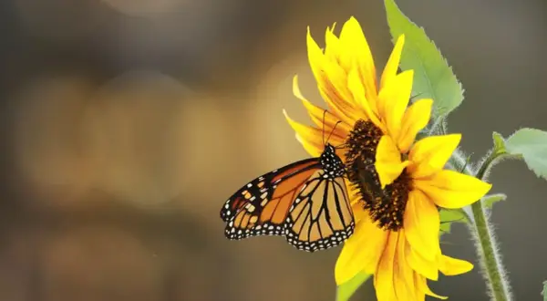 Cómo sembrar girasoles en maceta: evita errores comunes y logra el éxito