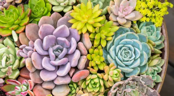 Un tripudio di piante grasse da esterno che fioriscono in varie tonalità di verde, viola, blu e rosa, con piccoli fiori gialli.