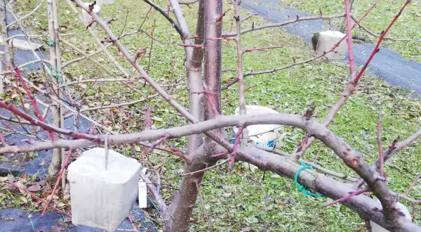 Rami spogli di un prugno, con gemme pronte a sbocciare. È il momento ideale per capire quando potare il prugno, prima che la linfa si risvegli.