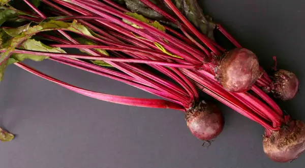 Rote Bete mit grünen Blättern und roten Stielen. Eine Frage, die sich viele Hundehalter stellen: Darf ein Hund rote Beete essen? Ja, in Maßen.