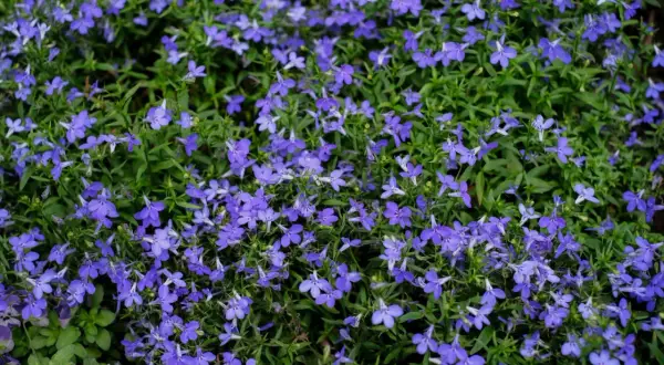 Niebieskie lobelie kwitną obficie, tworząc dywan kwiatów. Wiele osób zastanawia się nad lobelia zimowanie, aby cieszyć się nimi dłużej.