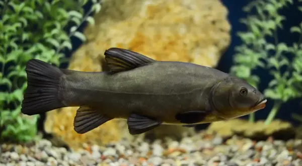Schleie im Aquarium, bereit zum Laichen im Frühsommer.