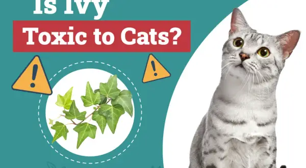 Is ivy toxic to cats? A curious cat looks at a sprig of ivy, with warning signs.