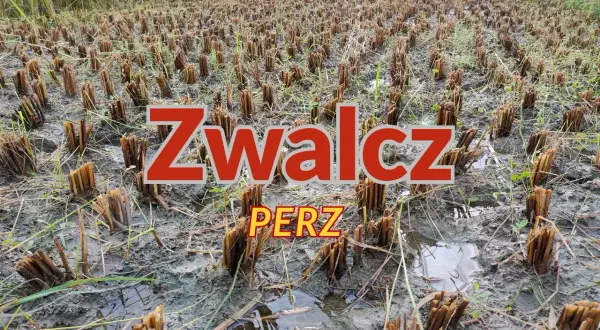 Pole ryżowe po żniwach, z widocznymi ścinanymi łodygami i kałużami. Napis "Zwalcz PERZ" sugeruje walkę z chwastami.