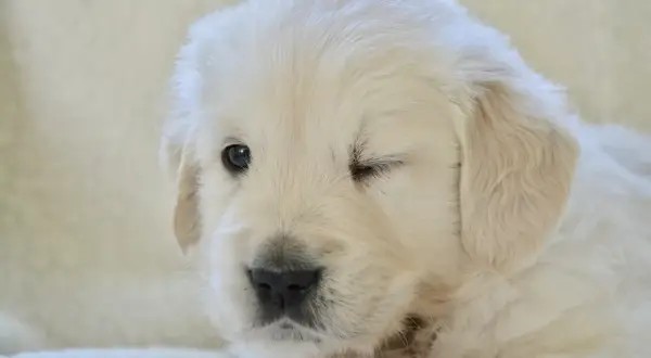 Uroczy szczeniak golden retriever mruga jednym okiem, jakby właśnie odkrywał świat, kiedy szczeniaki otwierają oczy.