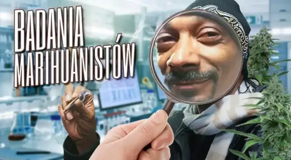 Marihuanę a poco to komu - czy naprawdę jest nam potrzebna?