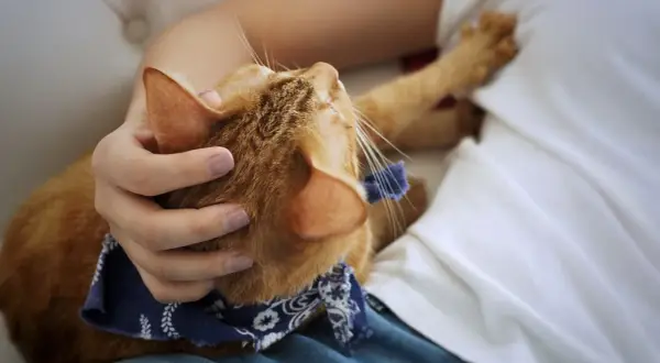 Por qué los gatos amasan a las personas y qué significa este gesto