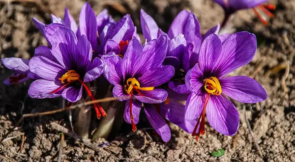 Fiori viola di pianta zafferano con pistilli arancioni brillanti emergono dal terreno.