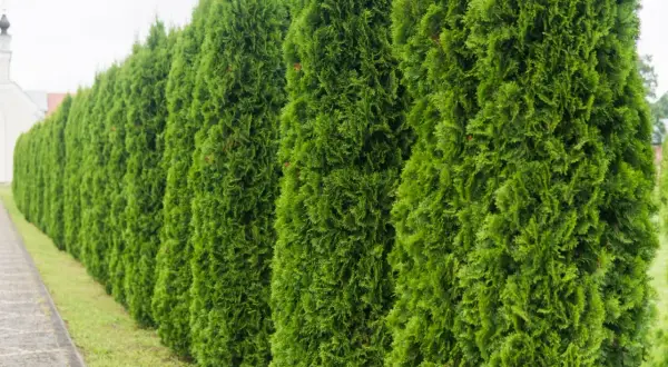 Rząd gęstych, zielonych żywopłotów. Czy to tuja brabant czy szmaragd? W tle widać biały budynek z kopułą.