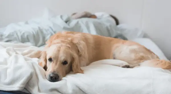 Złoty retriever leży na łóżku, zastanawiając się, czy psy mają sny. Jego głowa spoczywa na miękkim kocu, a oczy są lekko przymknięte.