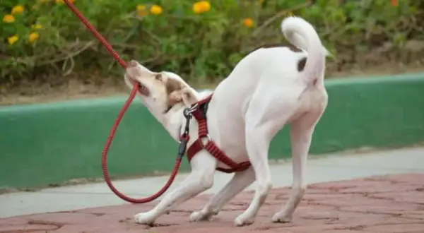 Un perro blanco con manchas marrones muerde la correa roja. Pasear con mi perro es un infierno, ¡parece que quiere jugar a la cuerda!