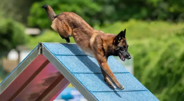 Ein agiler Malinois Australian Shepherd Mix springt über eine blaue Rampe bei einem Agility-Wettbewerb.