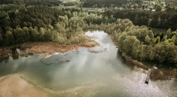 Malownicze jezioro Świętajno otoczone lasami i trzcinami. W oddali widać zabudowania wsi.