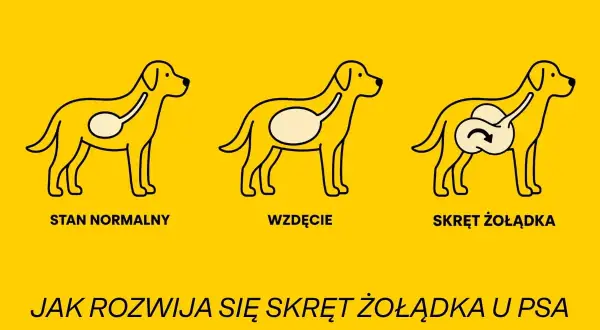 Ilustracja pokazuje trzy etapy: normalny stan żołądka psa, wzdęcie i niebezpieczny skręt żołądka.