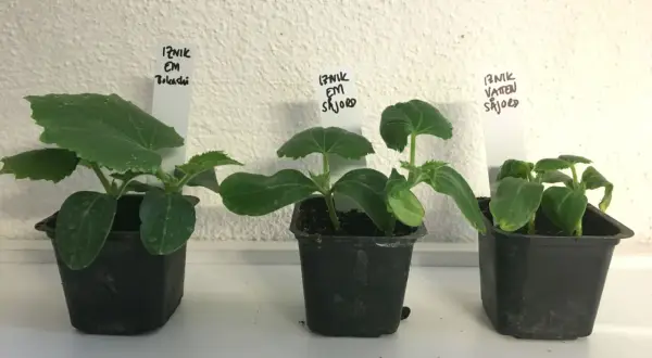 Tre små plantor av iznik gurka växer i svarta krukor. Etiketter visar olika odlingsmetoder.