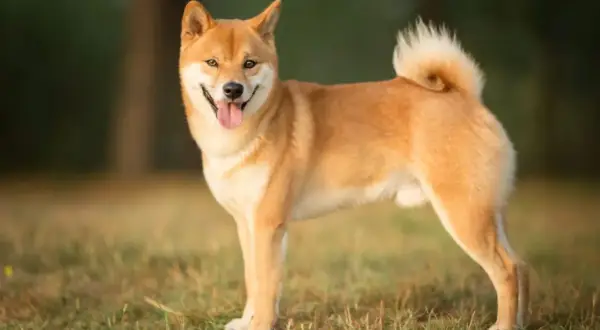 Uśmiechnięty shiba inu, z charakterystycznym zawiniętym ogonem, prezentuje swój wesoły shiba inu charakter na tle trawy i drzew.