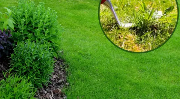 Jak pozbyć się chwastów z trawnika? Skuteczne metody i profilaktyka
