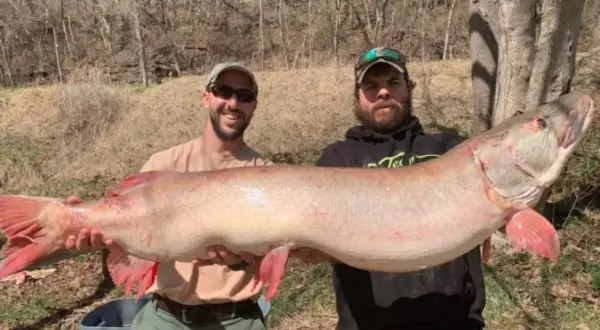 Zwei Angler halten stolz einen riesigen musky fisch. Der Fisch ist lang und hat rote Flossen.