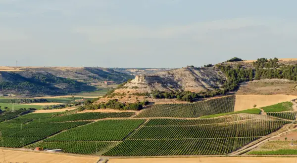 Paisaje de viñedos en terrazas y colinas secas, ideal para descubrir qué ver en Ribera del Duero.