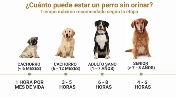 Un cachorro de 4 meses puede aguantar 1 hora por mes de vida. La imagen muestra perros de distintas edades y cuánto tiempo pueden estar sin orinar.