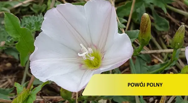 Biały powój polny, który może być uciążliwy w ogrodzie. Zwalczanie go wymaga uwagi.