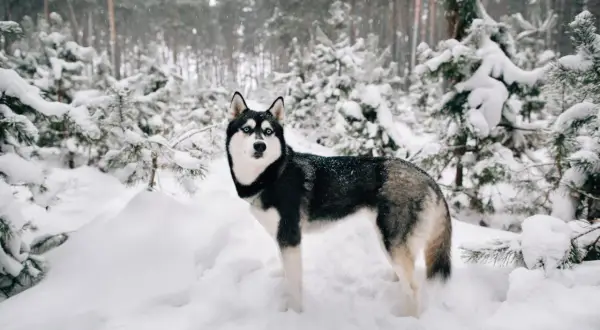 Piękny husky z niebieskimi oczami stoi w zasypanym śniegiem lesie. Czy husky szczeka? Nie wiadomo, ale wygląda na gotowego do zabawy.