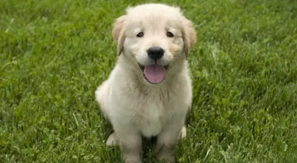 Un adorable cachorro golden retriever, con su lengua afuera, sentado en el césped. ¡Un momento tierno antes de que un perro deje de ser cachorro!