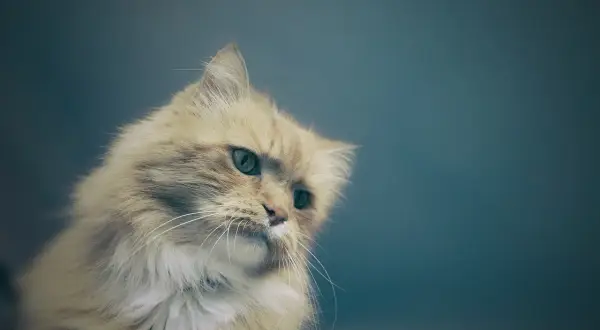 Puszysty rudy kot z zielonymi oczami spogląda w bok, jakby zastanawiał się, czy kot dużo pije.