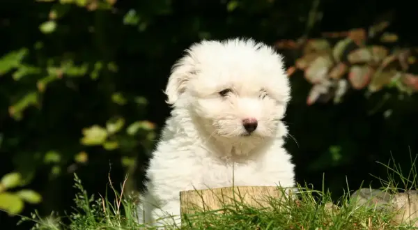 Uroczy szczeniak coton de tulear siedzi w trawie, z zaciekawieniem spoglądając przed siebie.