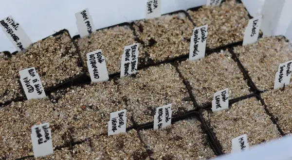 Små plantor i krukor, redo för gorillagrow. Märkta med namn som "Vitkal" och "Rödkål".
