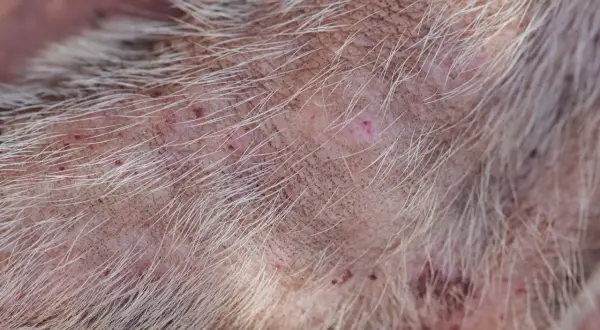 Close-up of a dog's skin showing numerous red, irritated bug bites and some scabs. The fur is light-colored and sparse in the affected areas.