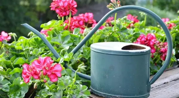 Jak podlewać pelargonie na balkonie, aby uniknąć ich usychania