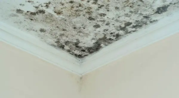 Moisissure noire sur un plafond blanc, signe d'un taux humidité maison 70%. Le coin de la pièce est touché.