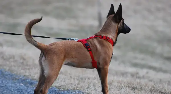 Pies rasy malinois w czerwonych szelkach, gotowy na spacer. Dowiedz się, jak ubrać szelki psu, by zapewnić mu komfort i bezpieczeństwo.