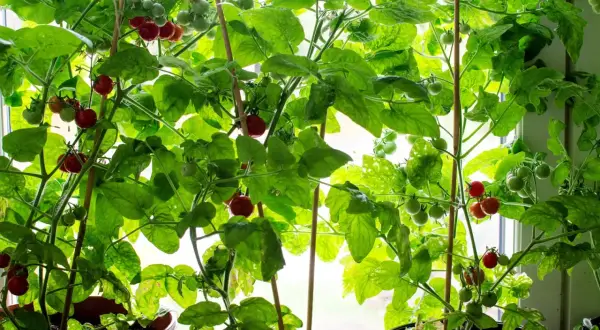 Små tomatplantor i krukor vid fönstret, med både gröna och röda tomater som växer. En härlig syn för den som vill odla tomater.