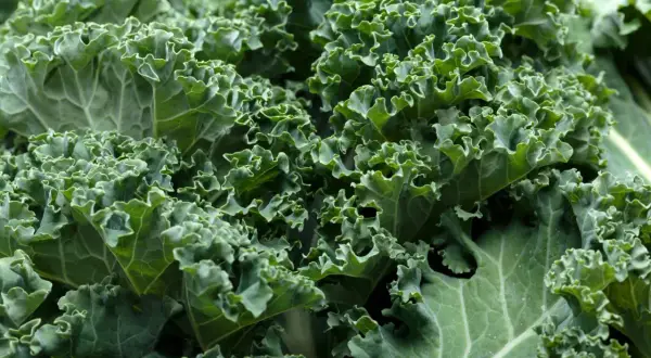 Zielony, pofałdowany jarmuż, pełen witamin i minerałów. Jego jarmuż właściwości zdrowotne czynią go superfood.