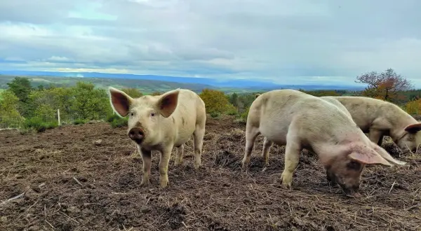 Trois cochons profitent de l'alimentation porc plein air dans un paysage vallonné. L'un regarde la caméra, les autres fouillent le sol.