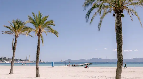 Palmy nad piaszczystą plażą Playa de Muro. W oddali widać morze, molo i góry.