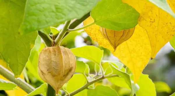 En mogen ananas physalis hänger i sin pappersliknande hölje bland gröna och gula blad.