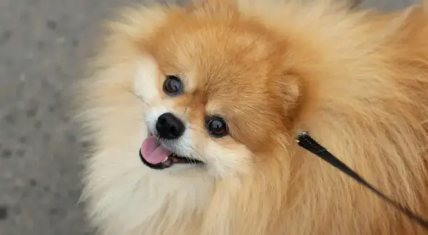 Un adorable perro pomerania con pelaje dorado y ojos curiosos mira hacia arriba, con la lengua fuera y una correa negra.
