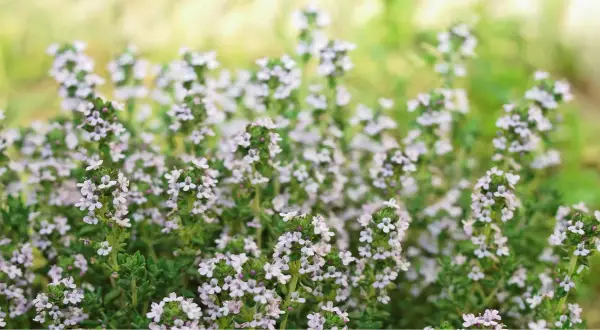 Zarte Thymianblüten im Vordergrund. Die natürliche Thymian Wirkung auf die Haut ist bekannt, hier zeigt sich die Pflanze in voller Blüte.